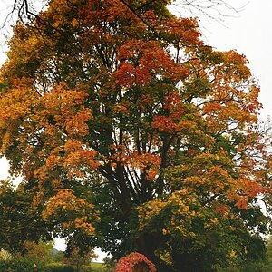 Herbst 008