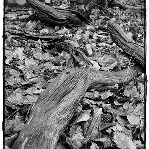 HST 1846 DxOFP ilford hps 800