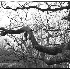 HST 1855 DxOFP  ilford fp4 125
