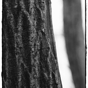 HST 1864 DxOFP ilford hps 800
