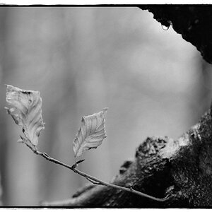 HST 1870 DxOFP ilford pan f plus 50 (2)