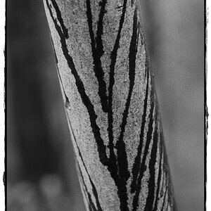 HST 1872 DxOFP ilford hps 800 (2)