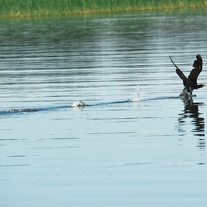 irland
kormoran
start
wasser