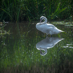 irland
schwan
spiegelung
wasser