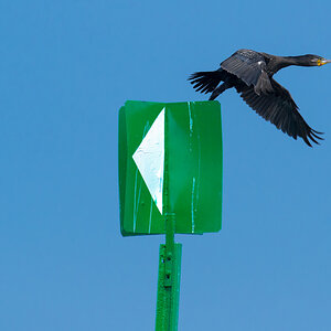 irland
kormoran
start
abflug
links
rechts