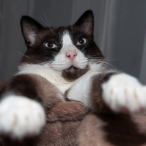 Elvis 02