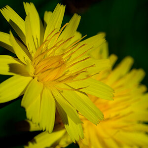 irland
makro
blume
gelb
sonnig