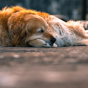irland
hund
schlafen