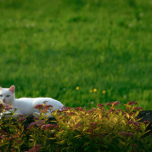 irland
katze
mauer
wiese