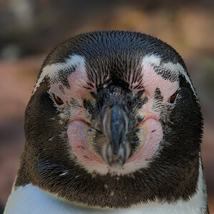 Pinguin
Tiergarten Nürnberg