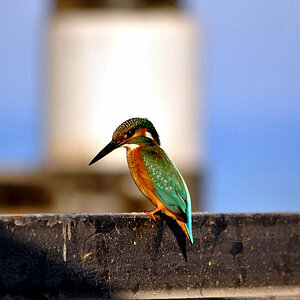 Eisvogel001
