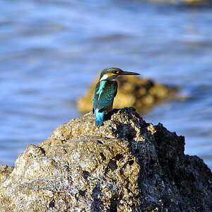 Eisvogel002