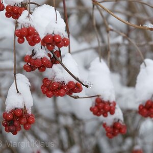 Winter 005