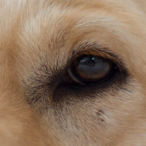 G02 3098 crop