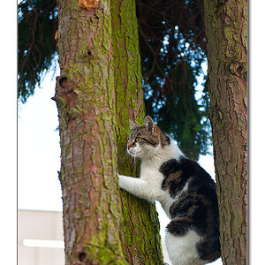 Katze3