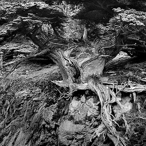 DSC 6150 Ansels Tree PL 1000