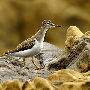 DSC 5819 Flussuferläufer San Simeon 1000