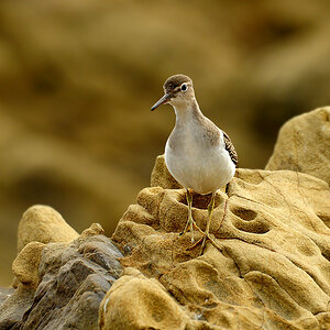 DSC 5825 Flussuferläufer San Simeon 1000