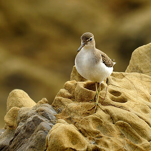 DSC 5823 Flussuferläufer San Simeon 1000