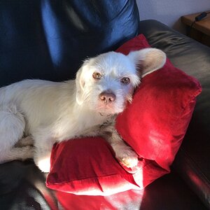 Duffy1