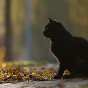IMG 5837 k cukbilder blacky
