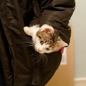 Taschenkatze 331