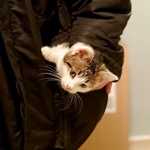 Taschenkatze 331