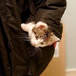 Taschenkatze 332