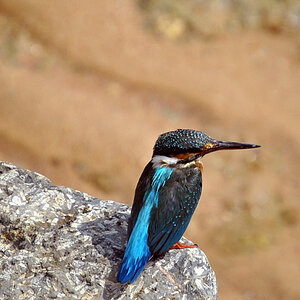 DSC Eisvogel002