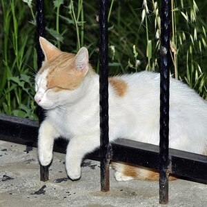 Müde Katze