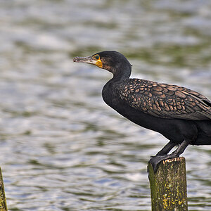 DSC 7008 khg