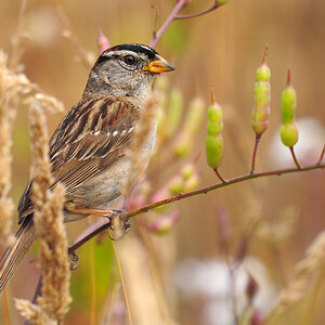 DSC 3694 White headed Sparrow 1000