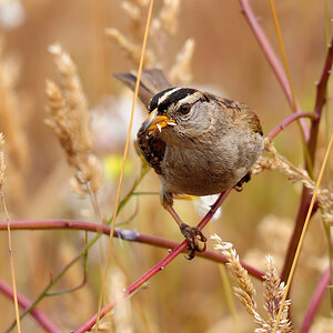 DSC 3699 White headed Sparrow 1000
