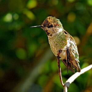 DSC 4324 Kolibri 1000