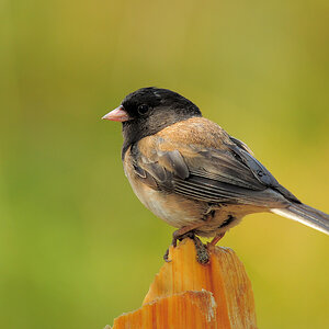 DSC 4731 Dark eyed Junco 1000