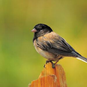 DSC 4733 Dark eyed Junco 1000