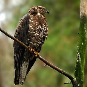 DSC 7198 Wespenbussard 1000