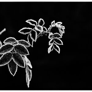 FrostDSC 0084