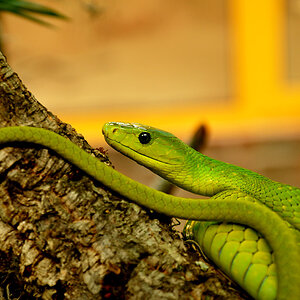 mamba1 nf aus dem Terrazoo Rheinberg.
