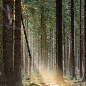Sonnenstrahlen im Wald