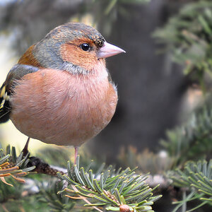 DSC 0129 khg