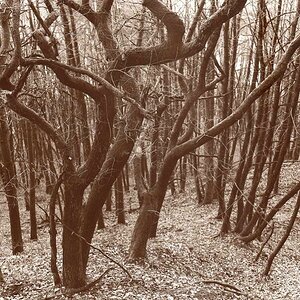 Winterwald sepia