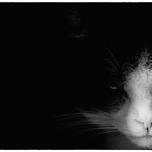 Katze PZ15745
