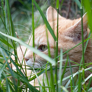 Paula im Versteck