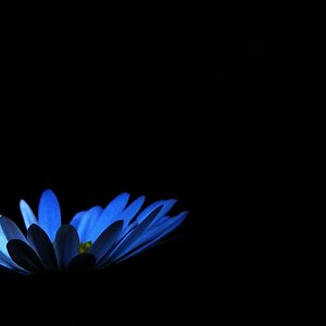 gänseblümchen