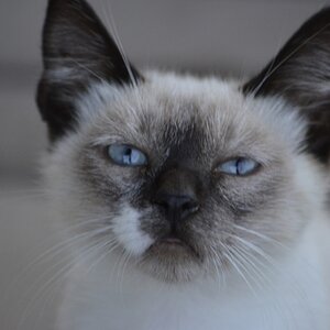 wilde Katze 2
