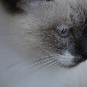 wilde Katze