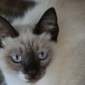 wilde Katze