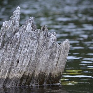 Baumstrunk im Wasser
