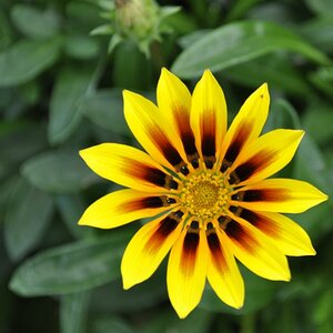 gelbe Blume